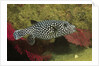 Guineafowl Puffer by Anonymous