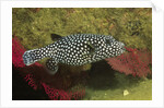 Guineafowl Puffer by Anonymous