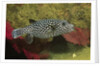 Guineafowl Puffer by Anonymous