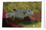 Guineafowl Puffer by Anonymous