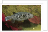 Guineafowl Puffer by Anonymous