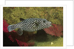 Guineafowl Puffer by Anonymous