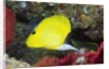 Longnose Butterflyfish by Anonymous