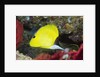 Longnose Butterflyfish by Anonymous