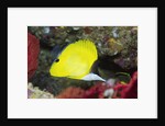 Longnose Butterflyfish by Anonymous