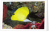 Longnose Butterflyfish by Anonymous