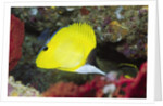 Longnose Butterflyfish by Anonymous