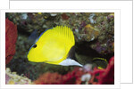 Longnose Butterflyfish by Anonymous