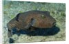 Star Puffer by Anonymous