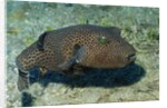 Star Puffer by Anonymous