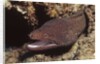 Whitemouth Moray Eel by Anonymous
