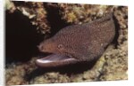 Whitemouth Moray Eel by Anonymous
