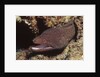 Whitemouth Moray Eel by Anonymous