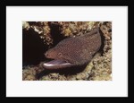 Whitemouth Moray Eel by Anonymous