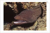 Whitemouth Moray Eel by Anonymous