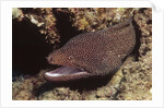 Whitemouth Moray Eel by Anonymous