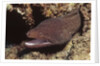 Whitemouth Moray Eel by Anonymous