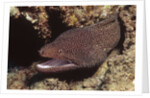 Whitemouth Moray Eel by Anonymous
