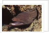 Whitemouth Moray Eel by Anonymous