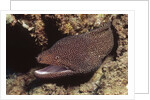 Whitemouth Moray Eel by Anonymous