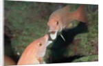 California Sheephead fighting by Anonymous