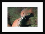 California Sheephead fighting by Anonymous