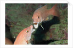 California Sheephead fighting by Anonymous
