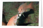 California Sheephead fighting by Anonymous