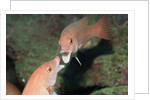 California Sheephead fighting by Anonymous
