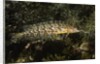 Giant Kelpfish by Anonymous