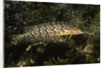 Giant Kelpfish by Anonymous