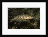 Giant Kelpfish by Anonymous