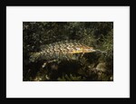 Giant Kelpfish by Anonymous