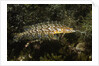 Giant Kelpfish by Anonymous