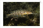 Giant Kelpfish by Anonymous