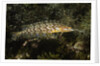 Giant Kelpfish by Anonymous