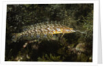 Giant Kelpfish by Anonymous