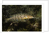 Giant Kelpfish by Anonymous