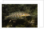 Giant Kelpfish by Anonymous