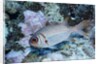 Splendid Squirrelfish by Anonymous