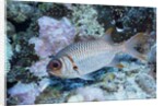 Splendid Squirrelfish by Anonymous