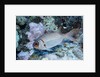 Splendid Squirrelfish by Anonymous