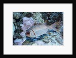 Splendid Squirrelfish by Anonymous