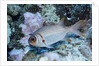 Splendid Squirrelfish by Anonymous