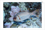 Splendid Squirrelfish by Anonymous