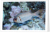 Splendid Squirrelfish by Anonymous