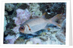 Splendid Squirrelfish by Anonymous