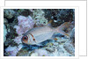 Splendid Squirrelfish by Anonymous