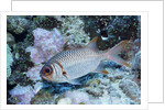 Splendid Squirrelfish by Anonymous