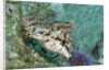 Painted Greenling closeup by Anonymous